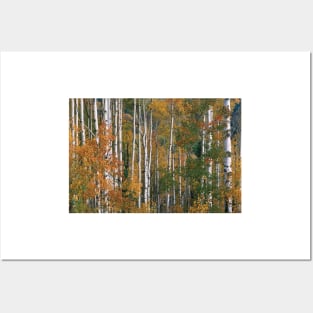 Quaking Aspen Trees In Fall Colors Lost Lake Gunnison National Fores Posters and Art